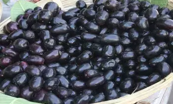 Amazing Benefits of Black Jamun: షుగర్ నుంచి బరువు తగ్గడం వరకు..అల్ల నేరేడు పండ్లతో ఎన్నో అద్భుత లాభాలు..!