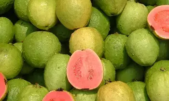 From Heart Health to Weight Loss: గుండె ఆరోగ్యం నుంచి బరువు తగ్గడం వరకు.. జామకాయ తింటే ఎన్ని లాభాలో తెలుసా.? From Heart Health to Weight Loss: గుండె ఆరోగ్యం నుంచి బరువు తగ్గడం వరకు.. జామకాయ తింటే ఎన్ని లాభాలో తెలుసా.?