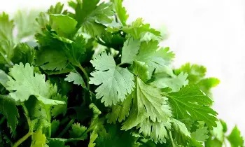 Coriander: గుండెకు మేలు చేసే కొత్తిమీర Coriander: గుండెకు మేలు చేసే కొత్తిమీర