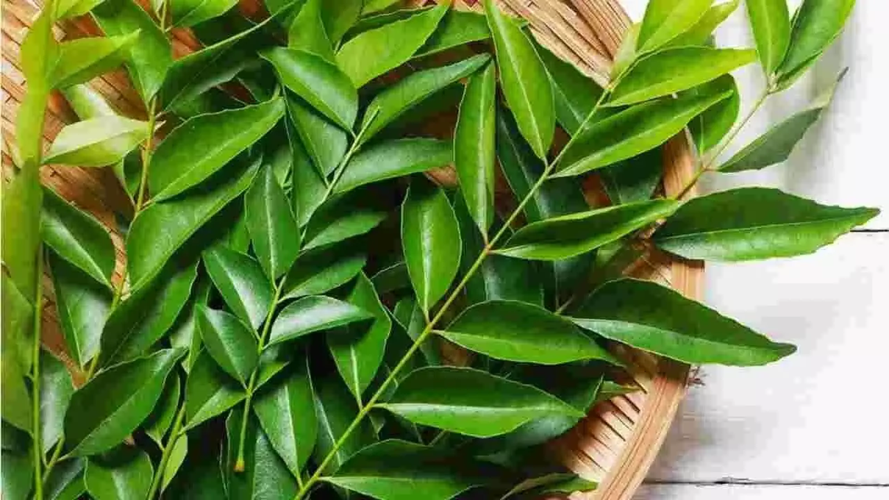 Curry Leaves:  మధుమేహం ఉన్నవారికి కరివేపాకు మేలు