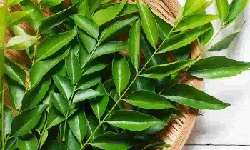 Curry Leaves: మధుమేహం ఉన్నవారికి కరివేపాకు మేలు Curry Leaves: మధుమేహం ఉన్నవారికి కరివేపాకు మేలు