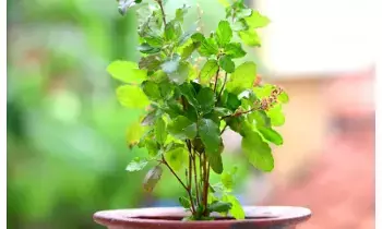 Tulsi Plant: తులసి మొక్కకు నీరు పోయకూడని రోజులు ఏంటీ? Tulsi Plant: తులసి మొక్కకు నీరు పోయకూడని రోజులు ఏంటీ?