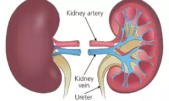 Healthy Kidneys: కిడ్నీలు ఆరోగ్యంగా ఉండాలంటే ఏమీ చేయాలి ? Healthy Kidneys: కిడ్నీలు ఆరోగ్యంగా ఉండాలంటే ఏమీ చేయాలి ?