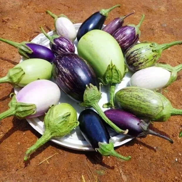 Avoid Eating Brinjal (Eggplant): గర్భిణీ స్త్రీలు వంకాయ ఎందుకు తినకూడదు? Avoid Eating Brinjal (Eggplant): గర్భిణీ స్త్రీలు వంకాయ ఎందుకు తినకూడదు?