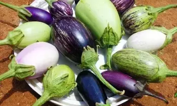 Avoid Eating Brinjal (Eggplant): గర్భిణీ స్త్రీలు వంకాయ ఎందుకు తినకూడదు? Avoid Eating Brinjal (Eggplant): గర్భిణీ స్త్రీలు వంకాయ ఎందుకు తినకూడదు?