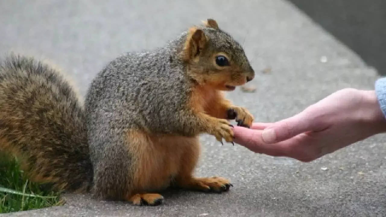 Feeding Animals: జంతువులకు ఆహారం ఇవ్వడం వల్ల కలిగే ప్రయోజనాలు ఏంటో తెలుసా..?