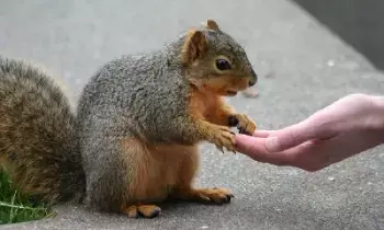 Feeding Animals: జంతువులకు ఆహారం ఇవ్వడం వల్ల కలిగే ప్రయోజనాలు ఏంటో తెలుసా..? Feeding Animals: జంతువులకు ఆహారం ఇవ్వడం వల్ల కలిగే ప్రయోజనాలు ఏంటో తెలుసా..?