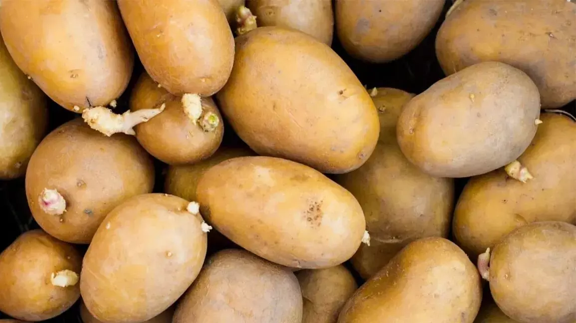 Potatoes: బంగాళాదుంపలు మొలకెత్తకుండా ఎలా నిల్వ చేయాలో తెలుసా..?
