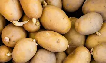 Potatoes: బంగాళాదుంపలు మొలకెత్తకుండా ఎలా నిల్వ చేయాలో తెలుసా..? Potatoes: బంగాళాదుంపలు మొలకెత్తకుండా ఎలా నిల్వ చేయాలో తెలుసా..?
