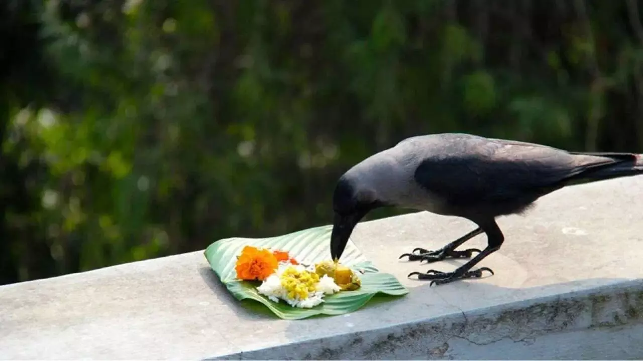 Pitru Paksha: సెప్టెంబర్ 7 నుండి పితృ పక్షం ప్రారంభం.. పాటించాల్సిన నియమాలు ఇవే Pitru Paksha: సెప్టెంబర్ 7 నుండి పితృ పక్షం ప్రారంభం.. పాటించాల్సిన నియమాలు ఇవే
