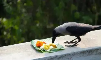 Pitru Paksha: సెప్టెంబర్ 7 నుండి పితృ పక్షం ప్రారంభం.. పాటించాల్సిన నియమాలు ఇవే Pitru Paksha: సెప్టెంబర్ 7 నుండి పితృ పక్షం ప్రారంభం.. పాటించాల్సిన నియమాలు ఇవే