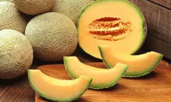 Muskmelon : ఈ ఆరోగ్య సమస్యలు ఉన్నవారు మస్క్ మిలన్ తినకూడదు.. తింటే ఏమవుతుందో తెలుసా..? Muskmelon : ఈ ఆరోగ్య సమస్యలు ఉన్నవారు మస్క్ మిలన్ తినకూడదు.. తింటే ఏమవుతుందో తెలుసా..?