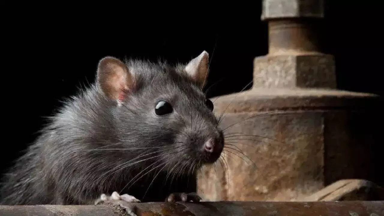Seeing a Rat in a Dream: కలలో ఎలుకను చూడటం: శుభమా.. అశుభమా?