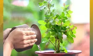 Tulsi Plant: ఆదివారం తులసి మొక్కకు నీరు ఎందుకు పోయకూడదు..? Tulsi Plant: ఆదివారం తులసి మొక్కకు నీరు ఎందుకు పోయకూడదు..?