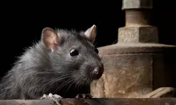 Seeing a Rat in a Dream: కలలో ఎలుకను చూడటం: శుభమా.. అశుభమా? Seeing a Rat in a Dream: కలలో ఎలుకను చూడటం: శుభమా.. అశుభమా?