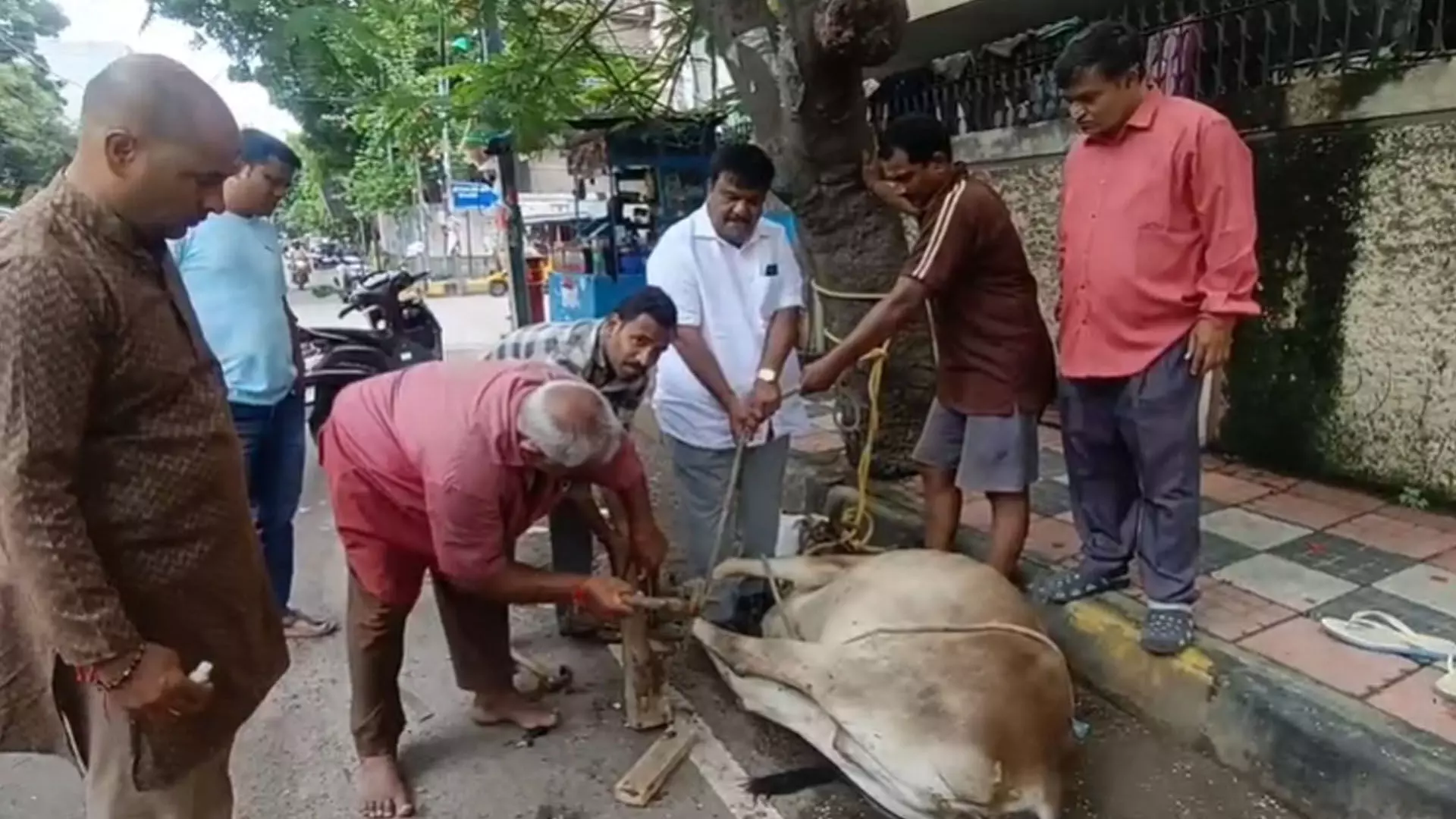 Tumor in Cow Leg : అనాధ గోవు కాలికి ఉన్న కణితి తొలగింపు Tumor in Cow Leg : అనాధ గోవు కాలికి ఉన్న కణితి తొలగింపు