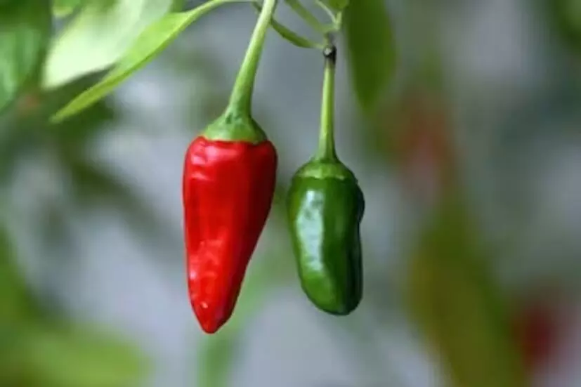 Green Chilies vs Red Chilies: పచ్చి మిరపకాయ లేదా ఎర్ర మిరపకాయ? ఆరోగ్యానికి ఏది మంచిది? Green Chilies vs Red Chilies: పచ్చి మిరపకాయ లేదా ఎర్ర మిరపకాయ? ఆరోగ్యానికి ఏది మంచిది?