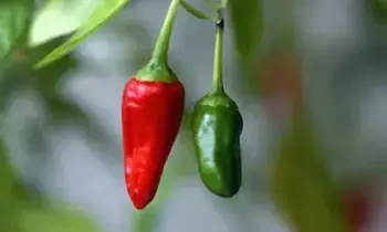 Green Chilies vs Red Chilies: పచ్చి మిరపకాయ లేదా ఎర్ర మిరపకాయ? ఆరోగ్యానికి ఏది మంచిది? Green Chilies vs Red Chilies: పచ్చి మిరపకాయ లేదా ఎర్ర మిరపకాయ? ఆరోగ్యానికి ఏది మంచిది?