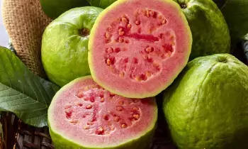 Guava: జామకాయలు తినడం వల్ల చాలా ఆరోగ్య ప్రయోజనాలు Guava: జామకాయలు తినడం వల్ల చాలా ఆరోగ్య ప్రయోజనాలు
