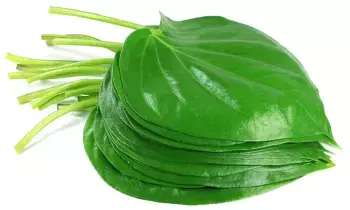Betel Leaves: తమలపాకులతో ఆరోగ్య ప్రయోజనాలు ఎంటీ ? Betel Leaves: తమలపాకులతో ఆరోగ్య ప్రయోజనాలు ఎంటీ ?