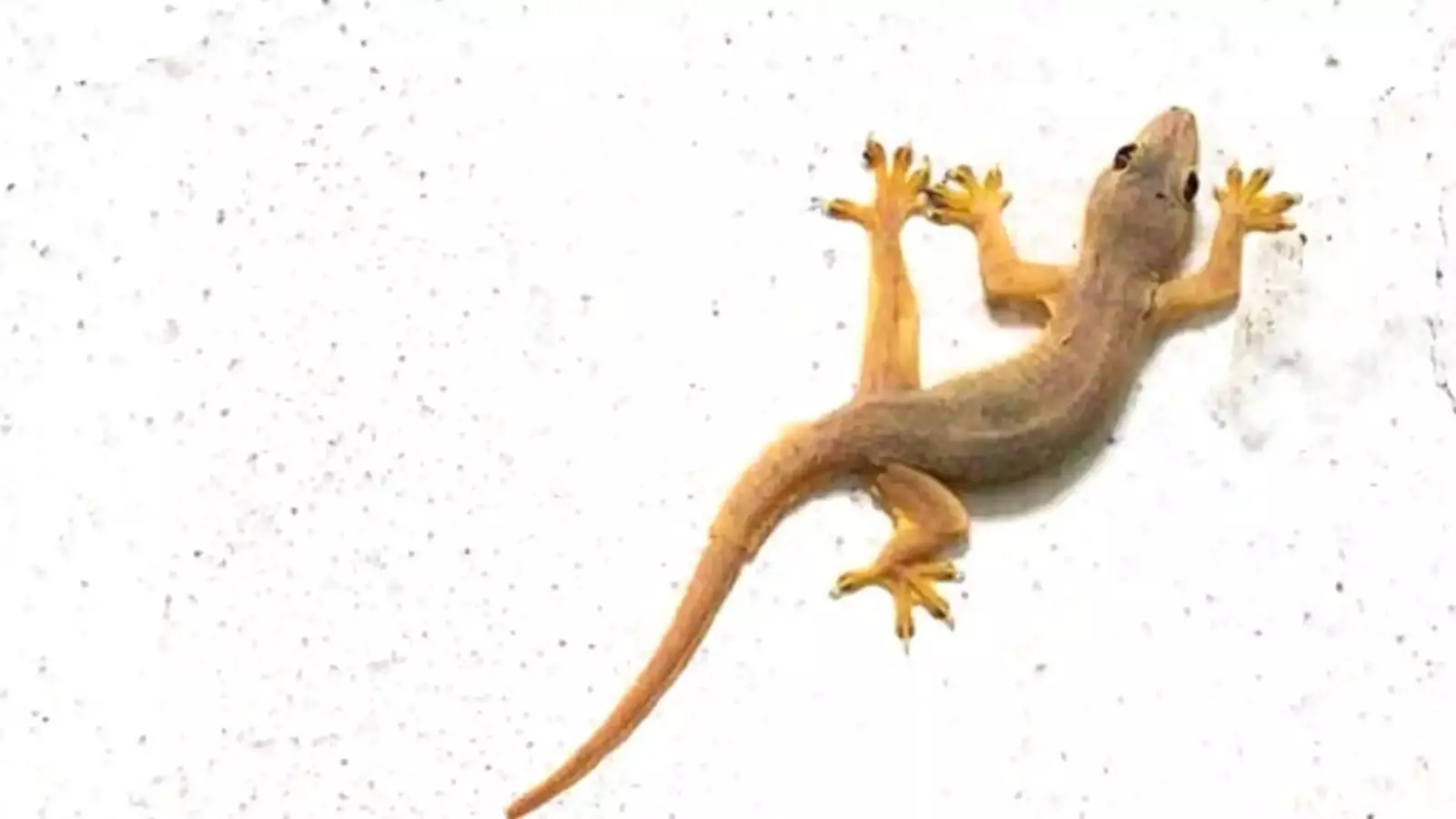 Lizard: ఇంట్లో బల్లి ఉంటే శుభమా.. ఆశుభమా?
