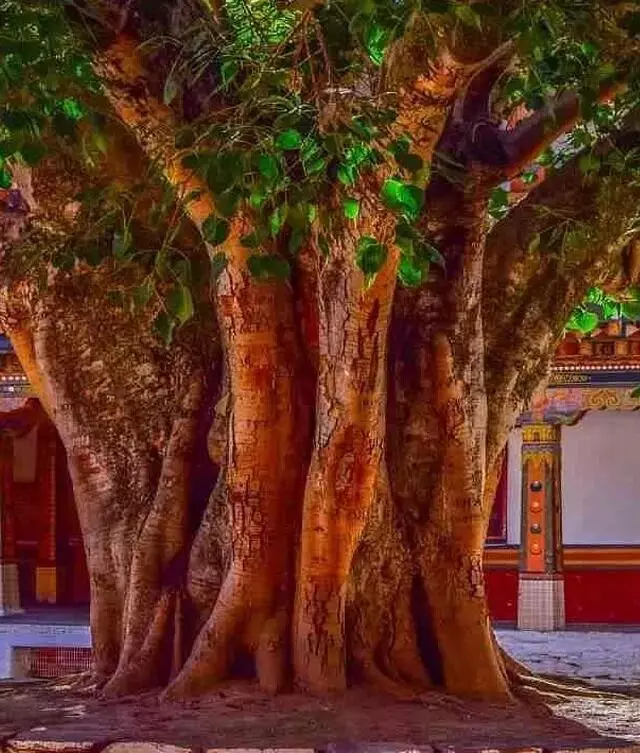 Neem and Peepal Trees : దేవాలయంలో  రావిచెట్టు, వేపచెట్టు కలిసి ఎందుకు ఉంటాయి?