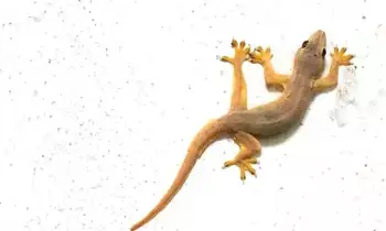 Lizard: ఇంట్లో బల్లి ఉంటే శుభమా.. ఆశుభమా?