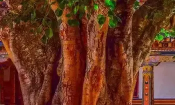 Neem and Peepal Trees : దేవాలయంలో  రావిచెట్టు, వేపచెట్టు కలిసి ఎందుకు ఉంటాయి? Neem and Peepal Trees : దేవాలయంలో  రావిచెట్టు, వేపచెట్టు కలిసి ఎందుకు ఉంటాయి?