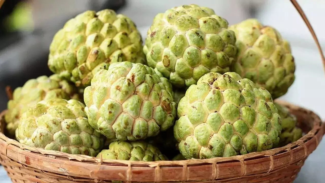 Custard Apple: సీతాఫలం  తప్పక తినాల్సిందేనా.?