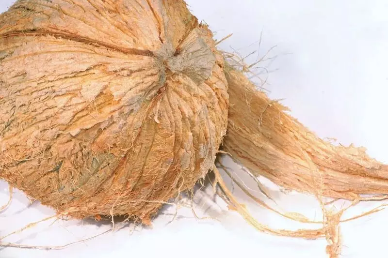 Coconut Without Husk: జుట్టు లేని కొబ్బరి కాయను కొట్టకూడదా?