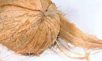 Coconut Without Husk: జుట్టు లేని కొబ్బరి కాయను కొట్టకూడదా? Coconut Without Husk: జుట్టు లేని కొబ్బరి కాయను కొట్టకూడదా?