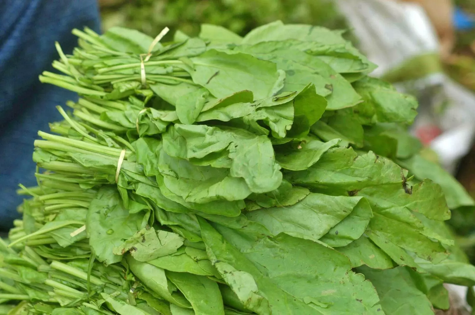 Spinach: పాలకూరతో ఎన్నో ప్రయోజనాలు.? కానీ అలాంటి వారు తింటే డేంజర్ Spinach: పాలకూరతో ఎన్నో ప్రయోజనాలు.? కానీ అలాంటి వారు తింటే డేంజర్