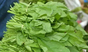 Spinach: పాలకూరతో ఎన్నో ప్రయోజనాలు.? కానీ అలాంటి వారు తింటే డేంజర్ Spinach: పాలకూరతో ఎన్నో ప్రయోజనాలు.? కానీ అలాంటి వారు తింటే డేంజర్