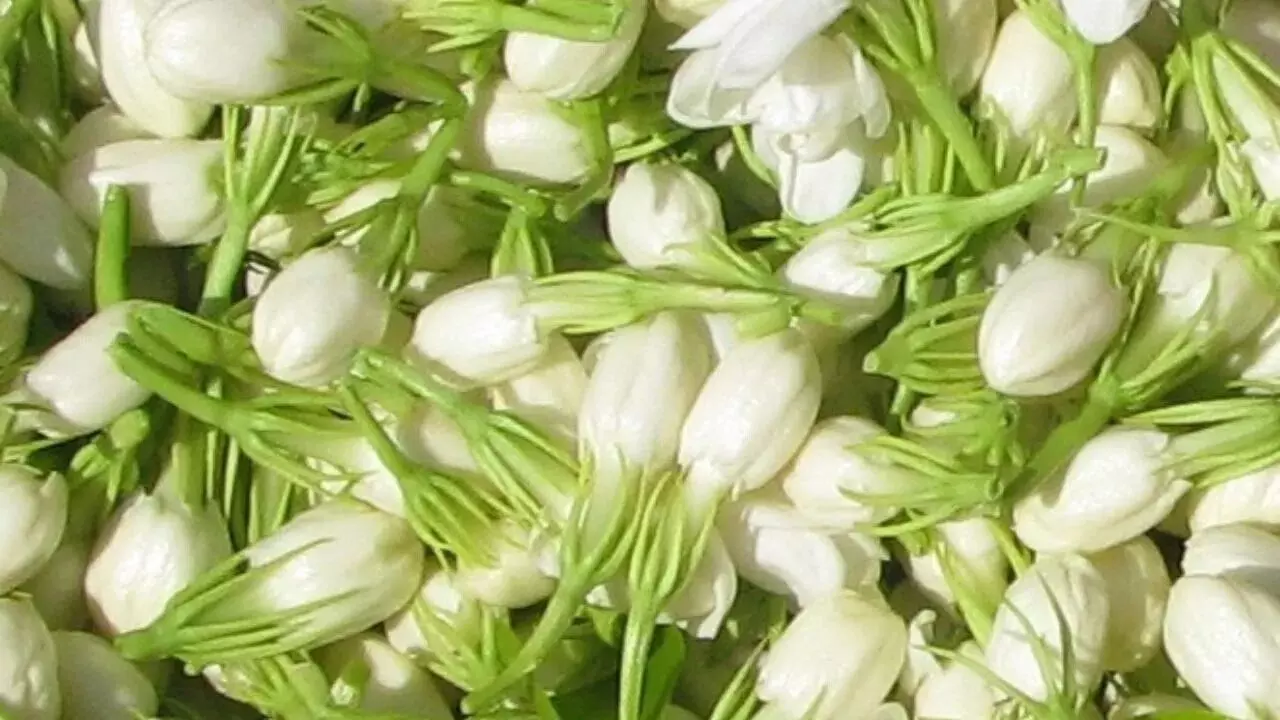 Jasmine Flowers: మల్లెపూలతో మస్త్ ఆరోగ్య లాభాలు.. ఆ సమస్యలకు చెక్ Jasmine Flowers: మల్లెపూలతో మస్త్ ఆరోగ్య లాభాలు.. ఆ సమస్యలకు చెక్