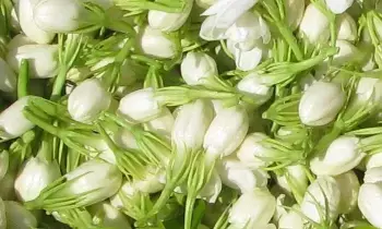Jasmine Flowers: మల్లెపూలతో మస్త్ ఆరోగ్య లాభాలు.. ఆ సమస్యలకు చెక్ Jasmine Flowers: మల్లెపూలతో మస్త్ ఆరోగ్య లాభాలు.. ఆ సమస్యలకు చెక్