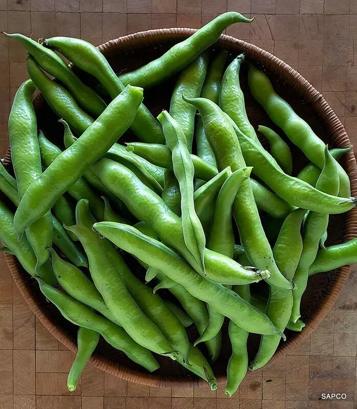 Eating Broad Beans: చిక్కుడు కాయ తింటే ఇన్ని ప్రయోజనాలా.?