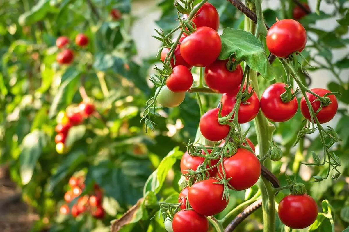 Tomatoes: టమాటా గుండె జబ్బుల ప్రమాదాన్ని తగ్గిస్తుందా?