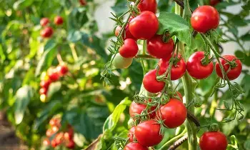 Tomatoes: టమాటా గుండె జబ్బుల ప్రమాదాన్ని తగ్గిస్తుందా? Tomatoes: టమాటా గుండె జబ్బుల ప్రమాదాన్ని తగ్గిస్తుందా?