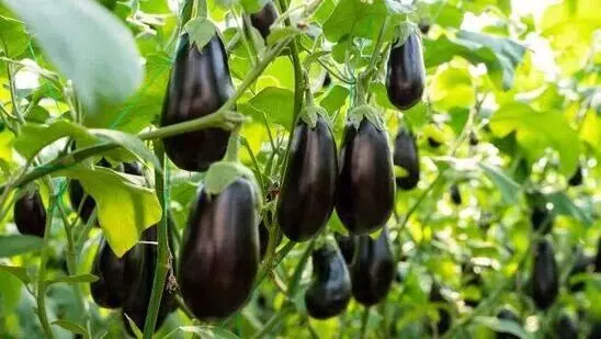 Eating Brinjal Help in Weight Loss: వంకాయ తింటే బరువు తగ్గుతారా.. వంకాయ ఎలాంటి వారు తినకూడదు.?