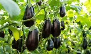 Eating Brinjal Help in Weight Loss: వంకాయ తింటే బరువు తగ్గుతారా.. వంకాయ ఎలాంటి వారు తినకూడదు.? Eating Brinjal Help in Weight Loss: వంకాయ తింటే బరువు తగ్గుతారా.. వంకాయ ఎలాంటి వారు తినకూడదు.?