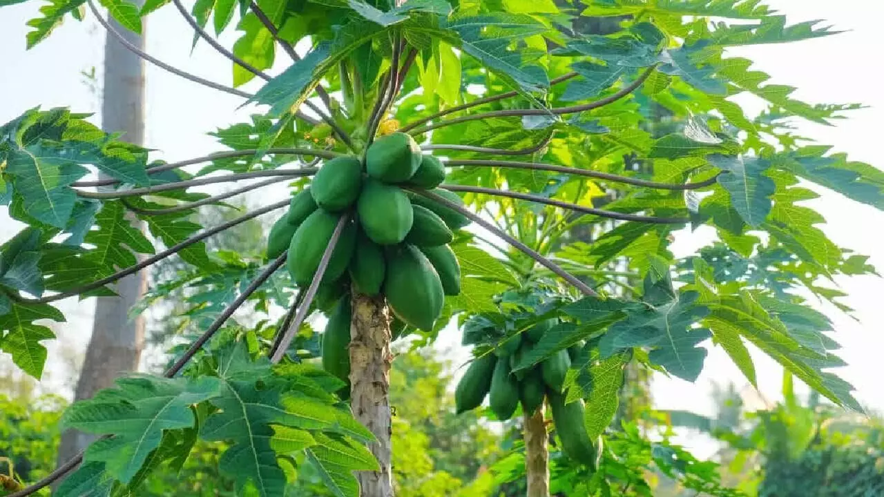 Papaya Tree: ఇంటి ముందు బొప్పాయి చెట్టు ఎందుకు ఉండకూడదో తెలుసా..?
