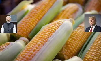 US-India Corn Import Deal: అమెరికా-భారత్ మొక్కజొన్న దిగుమతి ఒప్పందం: రైతుల ఆందోళనల మధ్య కొత్త అధ్యాయం US-India Corn Import Deal: అమెరికా-భారత్ మొక్కజొన్న దిగుమతి ఒప్పందం: రైతుల ఆందోళనల మధ్య కొత్త అధ్యాయం