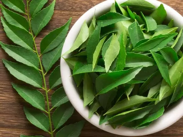 Curry Leaves: కరివేపాకుతో కలిగే లాభాలు ఏంటో తెలుసా?