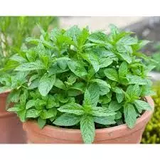 Mint Leaves: పుదీనాతో కలిగే ఆరోగ్య ప్రయోజనాలు