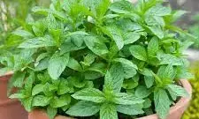 Mint Leaves: పుదీనాతో కలిగే ఆరోగ్య ప్రయోజనాలు Mint Leaves: పుదీనాతో కలిగే ఆరోగ్య ప్రయోజనాలు