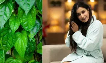 Betel Leaves for Silky Hair: పట్టులాంటి జుట్టుకు తమలపాకు.. ప్రయోజనాలు తెలుసుకోండి! Betel Leaves for Silky Hair: పట్టులాంటి జుట్టుకు తమలపాకు.. ప్రయోజనాలు తెలుసుకోండి!