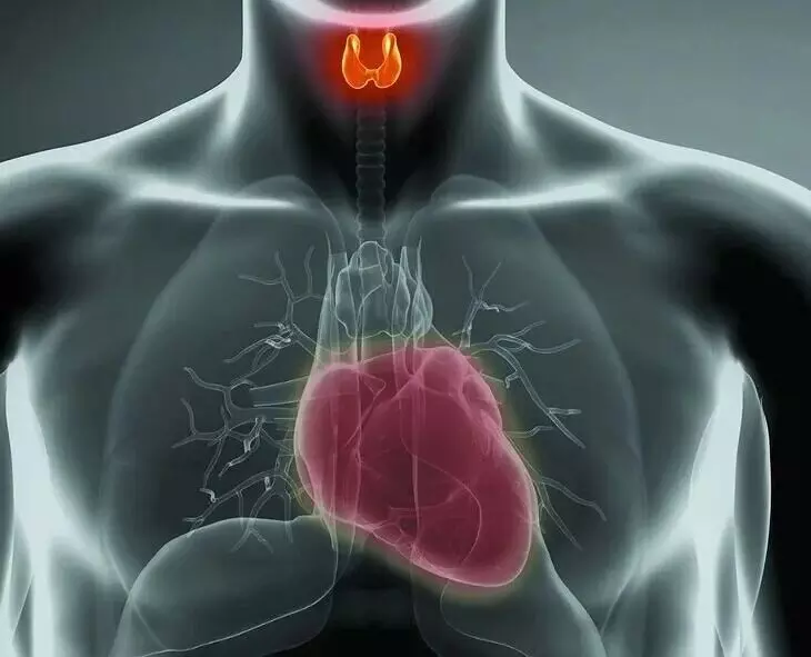 Thyroid Issue: థైరాయిడ్ సమస్య: గుండెకు పొంచి ఉన్న పెను ముప్పు! Thyroid Issue: థైరాయిడ్ సమస్య: గుండెకు పొంచి ఉన్న పెను ముప్పు!