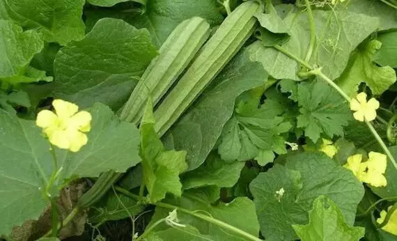 Ridge Gourd: బీరకాయను లైట్ తీసుకోవద్దు.. అద్భుత ప్రయోజనాలు