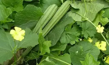Ridge Gourd: బీరకాయను లైట్ తీసుకోవద్దు.. అద్భుత ప్రయోజనాలు Ridge Gourd: బీరకాయను లైట్ తీసుకోవద్దు.. అద్భుత ప్రయోజనాలు