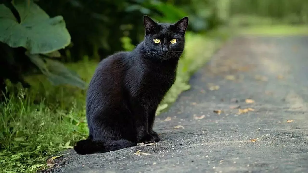 Black Cat: నల్ల పిల్లి ఎదురొస్తే ఏమవుతుంది..? తప్పక తెలుసుకోండి..